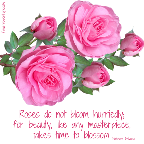 Roses do not bloom hurriedly; for beauty, like any masterpiece, takes time to blossom.
