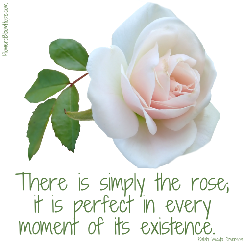 There is simply the rose; it is perfect in every moment of its existence