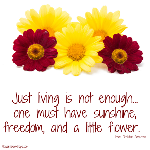 Just living is not enough…one must have sunshine, freedom, and a little flower.