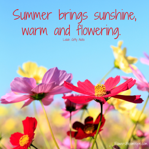 Summer brings sunshine, warm and flowering.