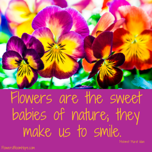 Flowers are the sweet babies of nature; they make us to smile.