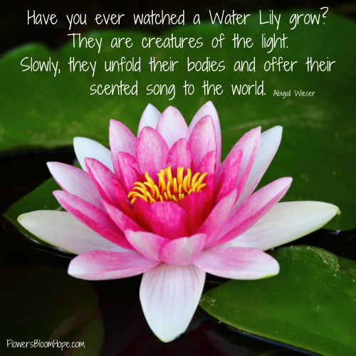 Have you ever watched a Water Lily grow? They are creatures of the light. Slowly, they unfold their bodies and offer their scented song to the world.