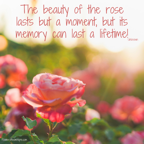 The beauty of the rose lasts but a moment, but its memory can last a lifetime!