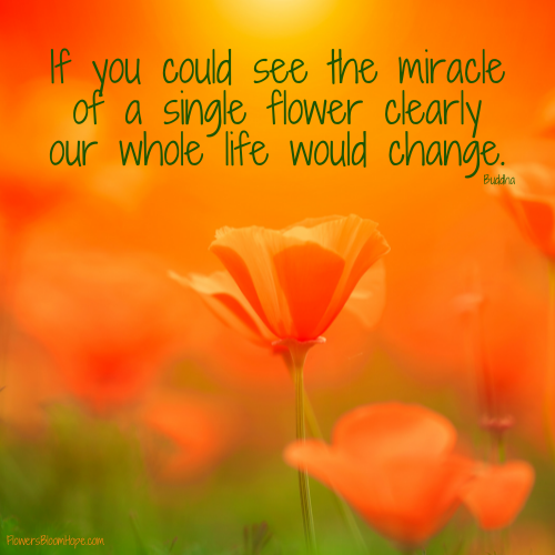 If you could see the miracle of a single flower clearly our whole life would change.