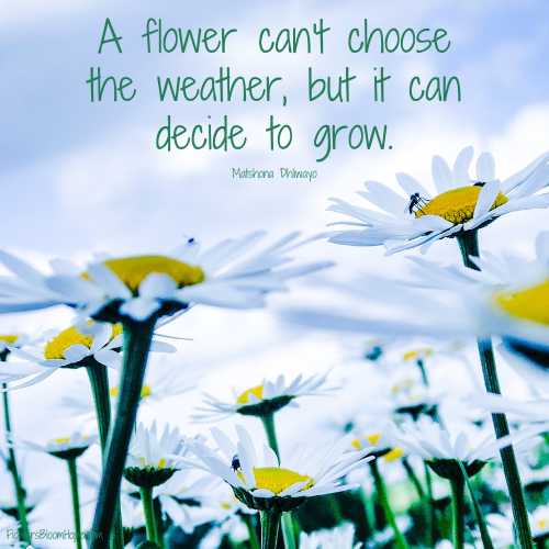 A flower can't choose the weather, but it can decide to grow.