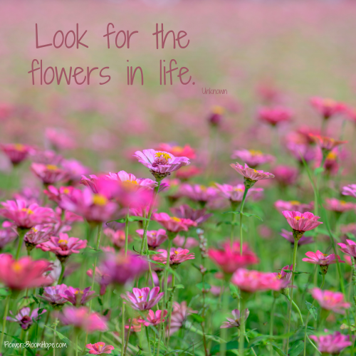 Look for the flowers in life.