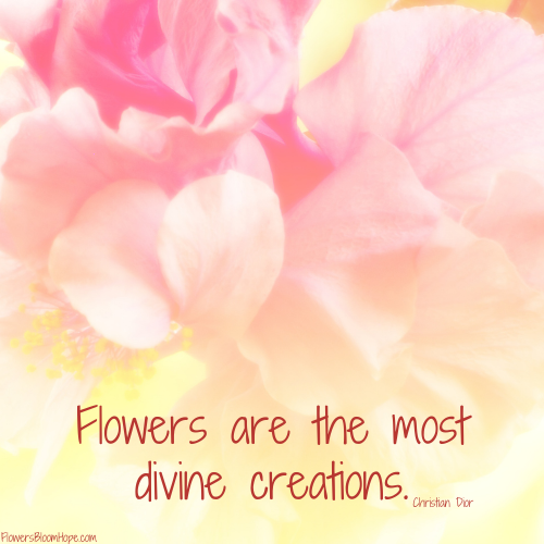 Flowers are the most divine creations.
