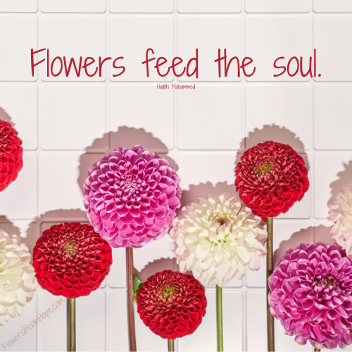 Flowers feed the soul.