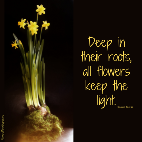 Deep in their roots, all flowers keep the light.