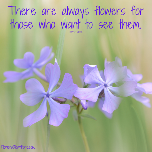 There are always flowers for those who want to see them.