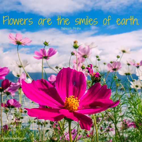 Flowers are the smiles of earth.
