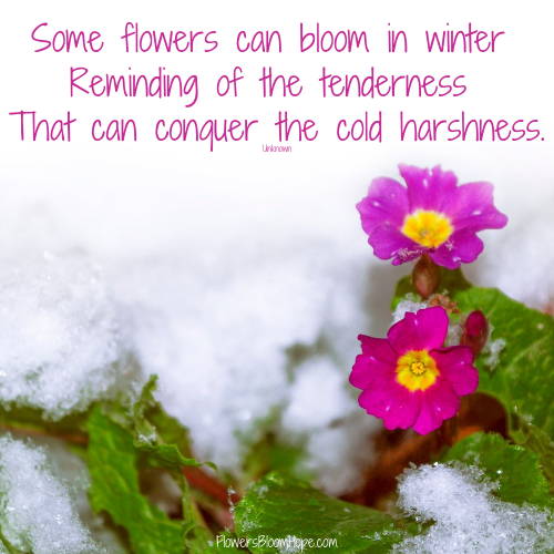 Some flowers can bloom in winter Reminding of the tenderness That can conquer the cold harshness.