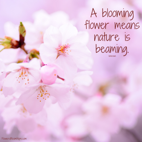 A blooming flower means nature is beaming.