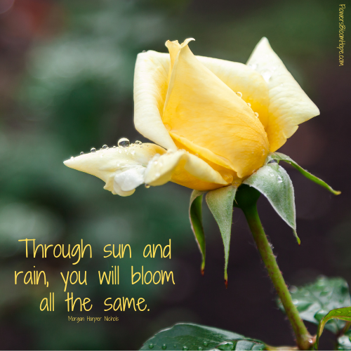 Through sun and rain, you will bloom all the same.