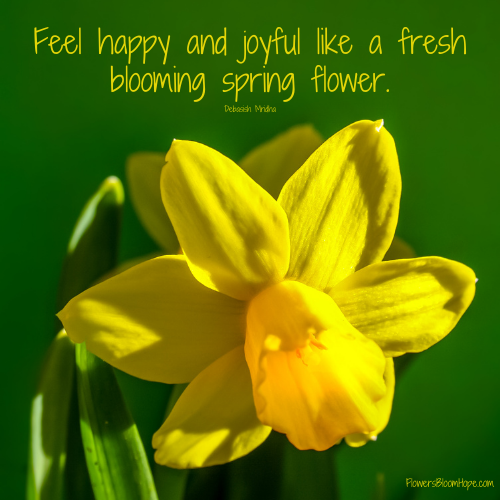 Feel happy and joyful like a fresh blooming spring flower.