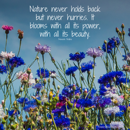 Nature never holds back but never hurries. It blooms with all its power, with all its beauty.