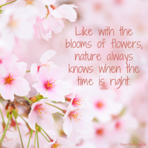 Flower Quotes - Flowers Bloom Hope