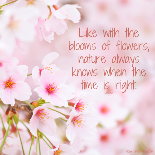 Like with the blooms of flowers, nature always knows when the time is right.