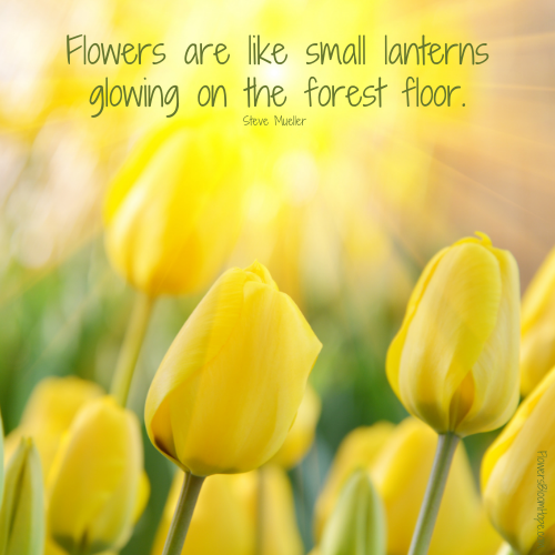 Flowers are like small lanterns glowing on the forest floor.