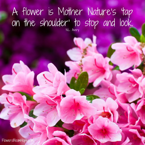 A flower is Mother Nature’s ‘tap on the shoulder’ to stop and look.