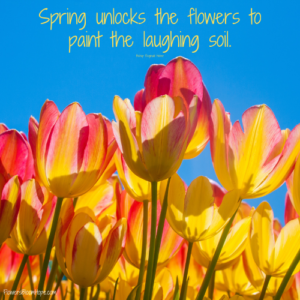 Flower Quotes - Flowers Bloom Hope