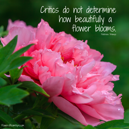 Critics do not determine how beautifully a flower blooms.