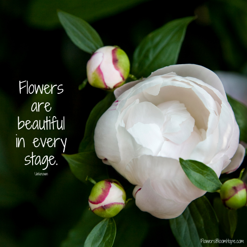 Flowers are beautiful in every stage.