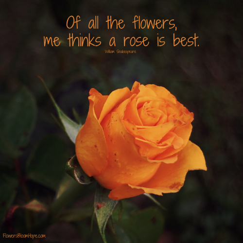 Of all the flowers, me thinks a rose is best.