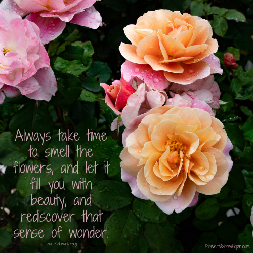 Always take time to smell the flowers, and let it fill you with beauty, and rediscover that sense of wonder.