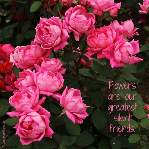 Flowers are our greatest silent friends.