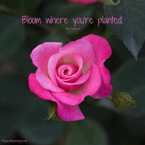 Bloom where you’re planted.