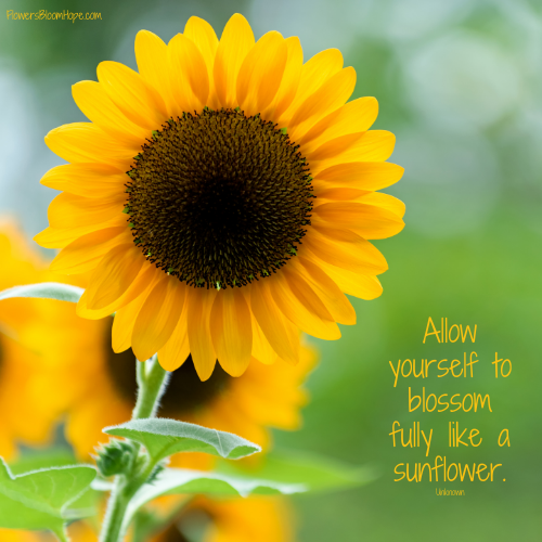 Allow yourself to blossom fully like a sunflower.