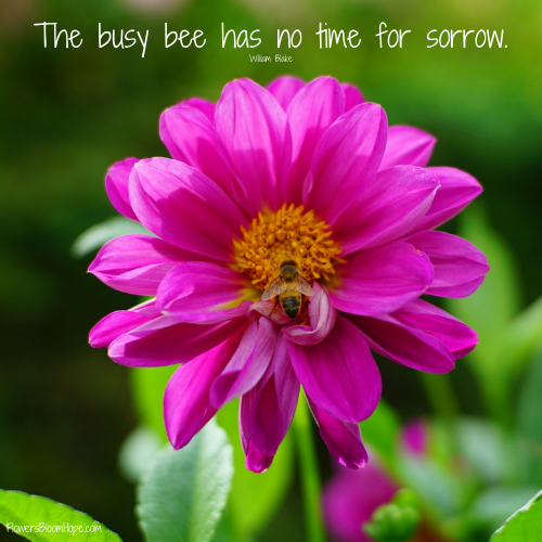 The busy bee has no time for sorrow.