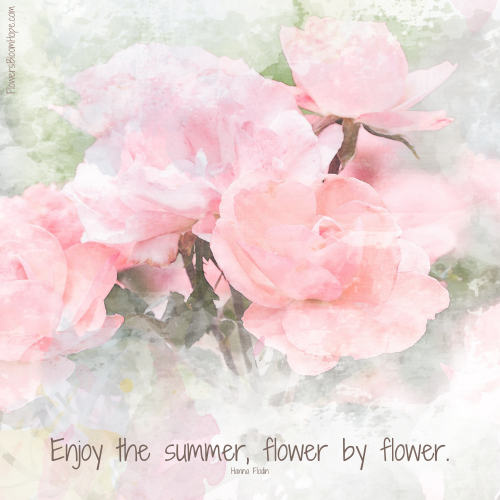 Enjoy the summer, flower by flower.