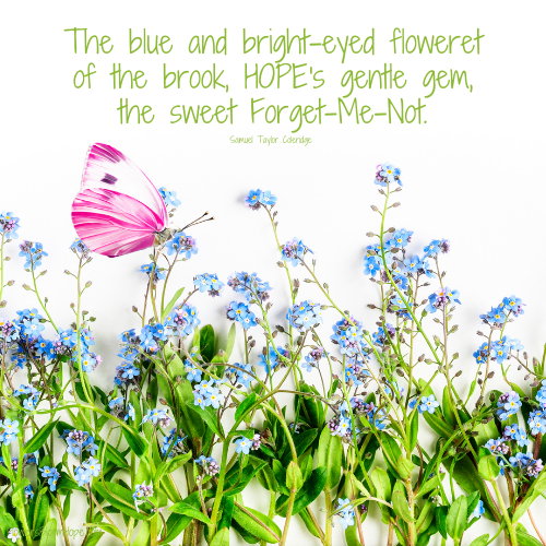 The blue and bright-eyed floweret of the brook, HOPE's gentle gem, the sweet Forget-Me-Not.