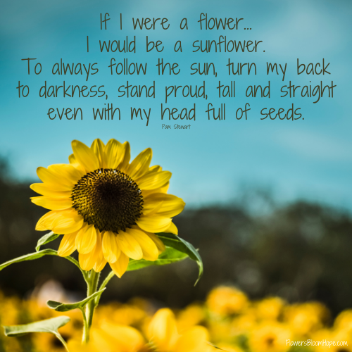 If I were a flower… I would be a sunflower. To always follow the sun, turn my back to darkness, stand proud, tall and straight even with my head full of seeds.