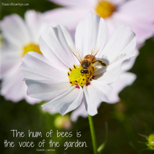 The hum of bees is the voice of the garden.