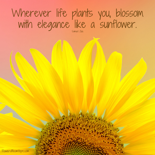 Wherever life plants you, blossom with elegance like a sunflower.