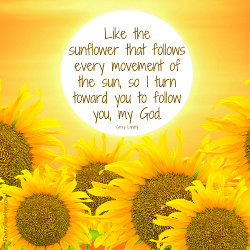 Like the sunflower that follows every movement of the sun, so I turn toward you to follow you, my God.