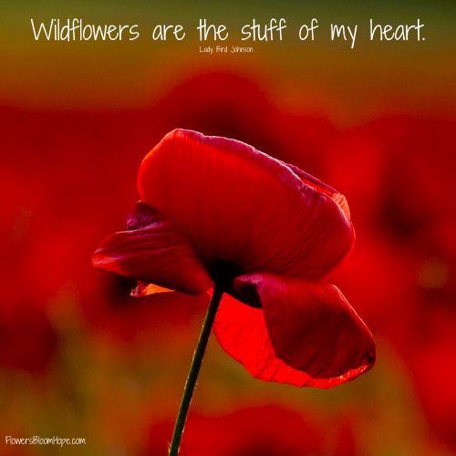 Wildflowers are the stuff of my heart.