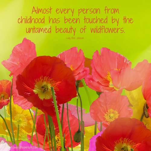 Almost every person from childhood has been touched by the untamed beauty of wildflowers.