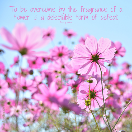 To be overcome by the fragrance of a flower is a delectable form of defeat.