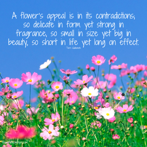 A flower’s appeal is in its contradictions – so delicate in form yet strong in fragrance, so small in size yet big in beauty, so short in life yet long on effect.