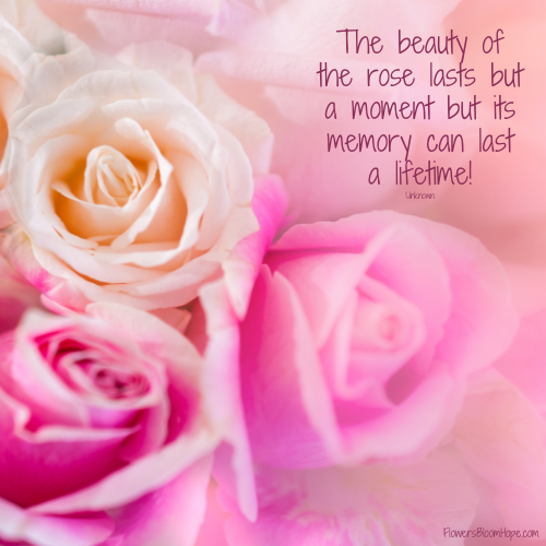The beauty of the rose lasts but a moment but its memory can last a lifetime!