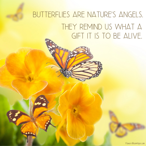 Butterflies are nature's angels. They remind us what a gift it is to be alive.