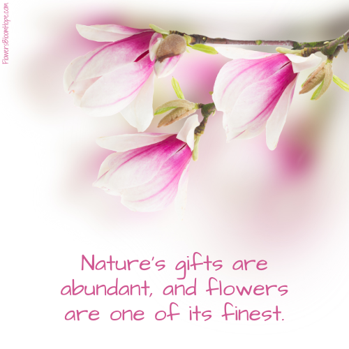 Nature’s gifts are abundant, and flowers are one of its finest.