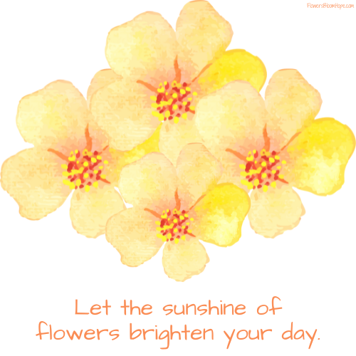 Let the sunshine of flowers brighten your day.
