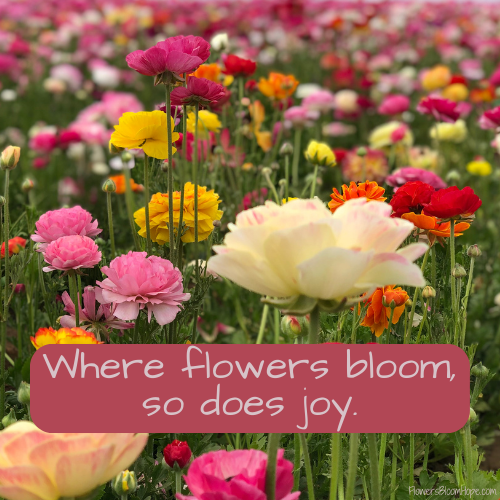 Where flowers bloom, so does joy.