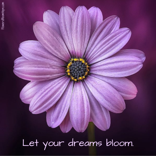 Let your dreams bloom.