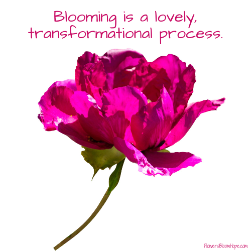 Blooming is a lovely, transformational process.